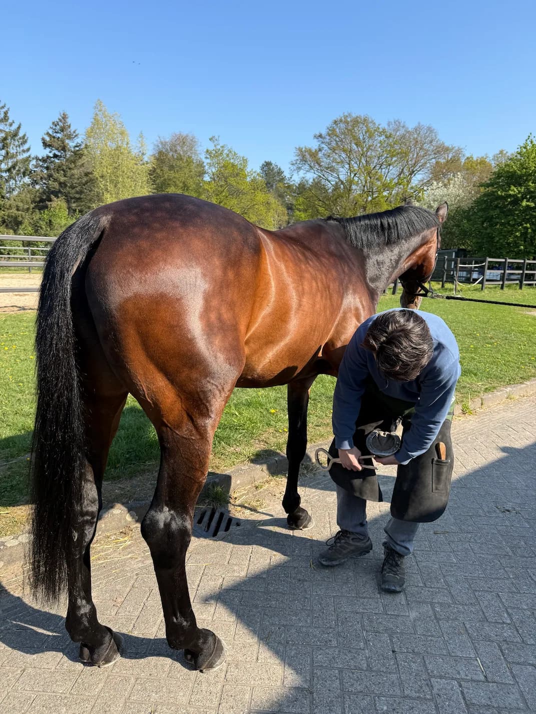 Dierenarts Wout aan het werk met hoeftesters